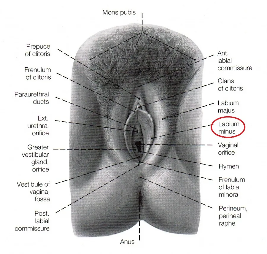 Dış genital bölge anatomisi, labium minus işaretli şematik gösterim