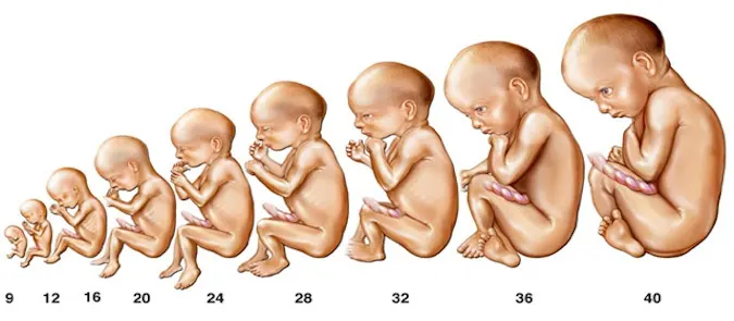 Test Del DNA Fetale (NIFTY - NIPT)