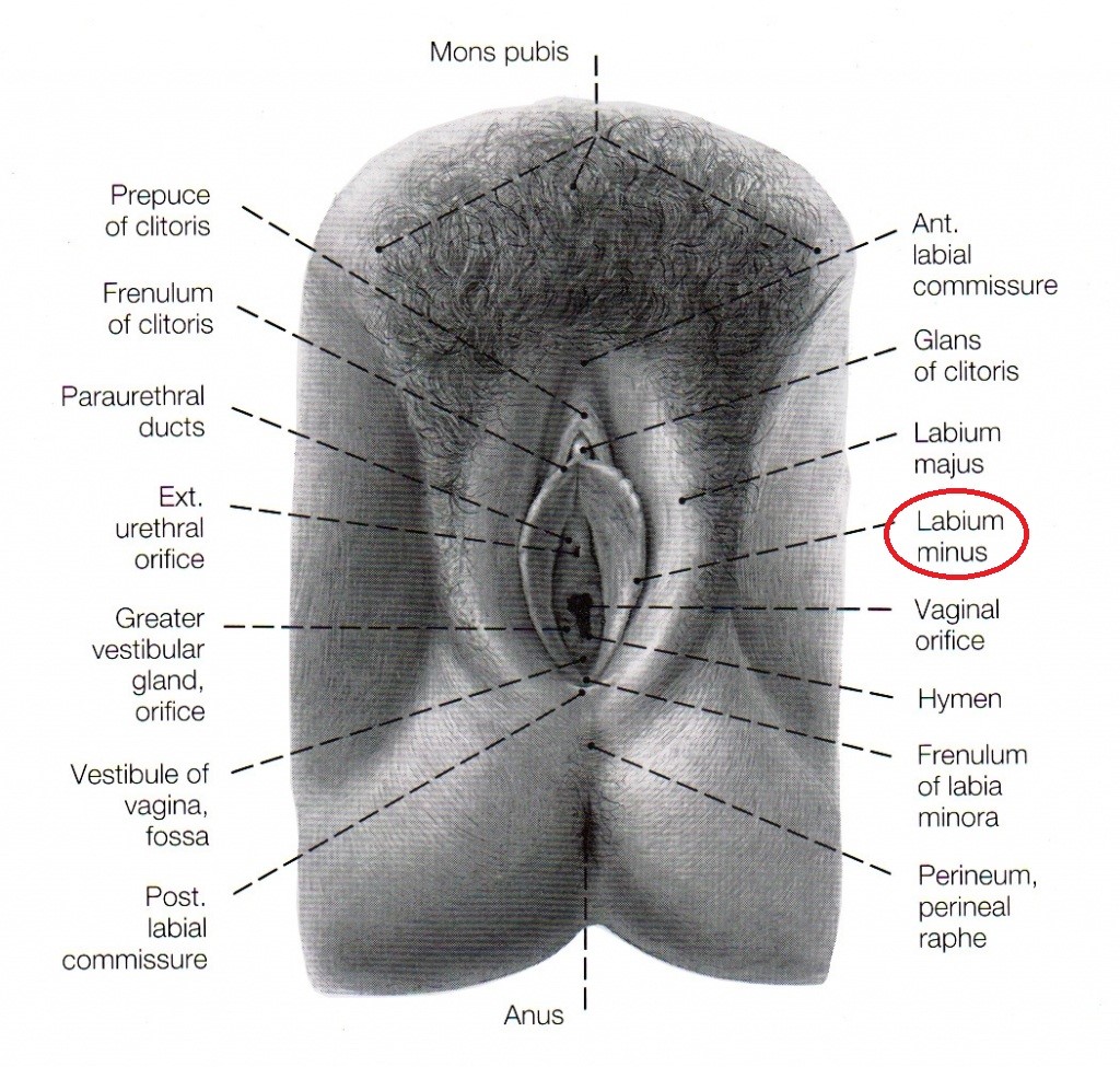 Labium Estetiği